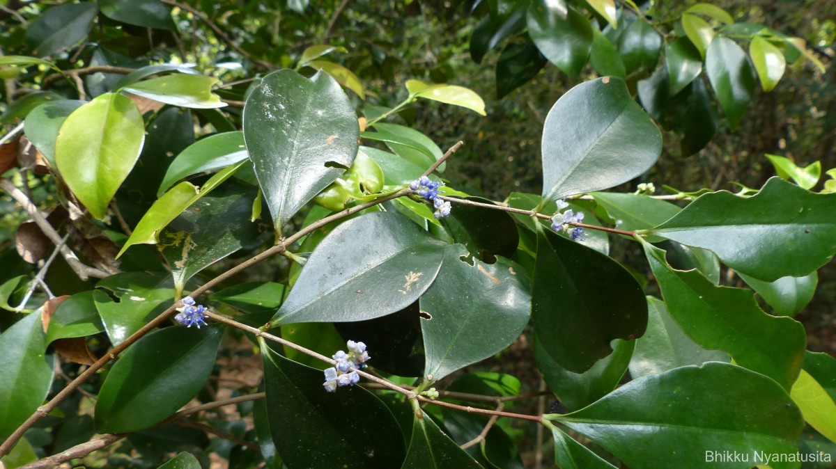 Memecylon capitellatum L.